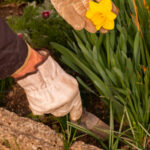 Landscaping Bed Weed Control